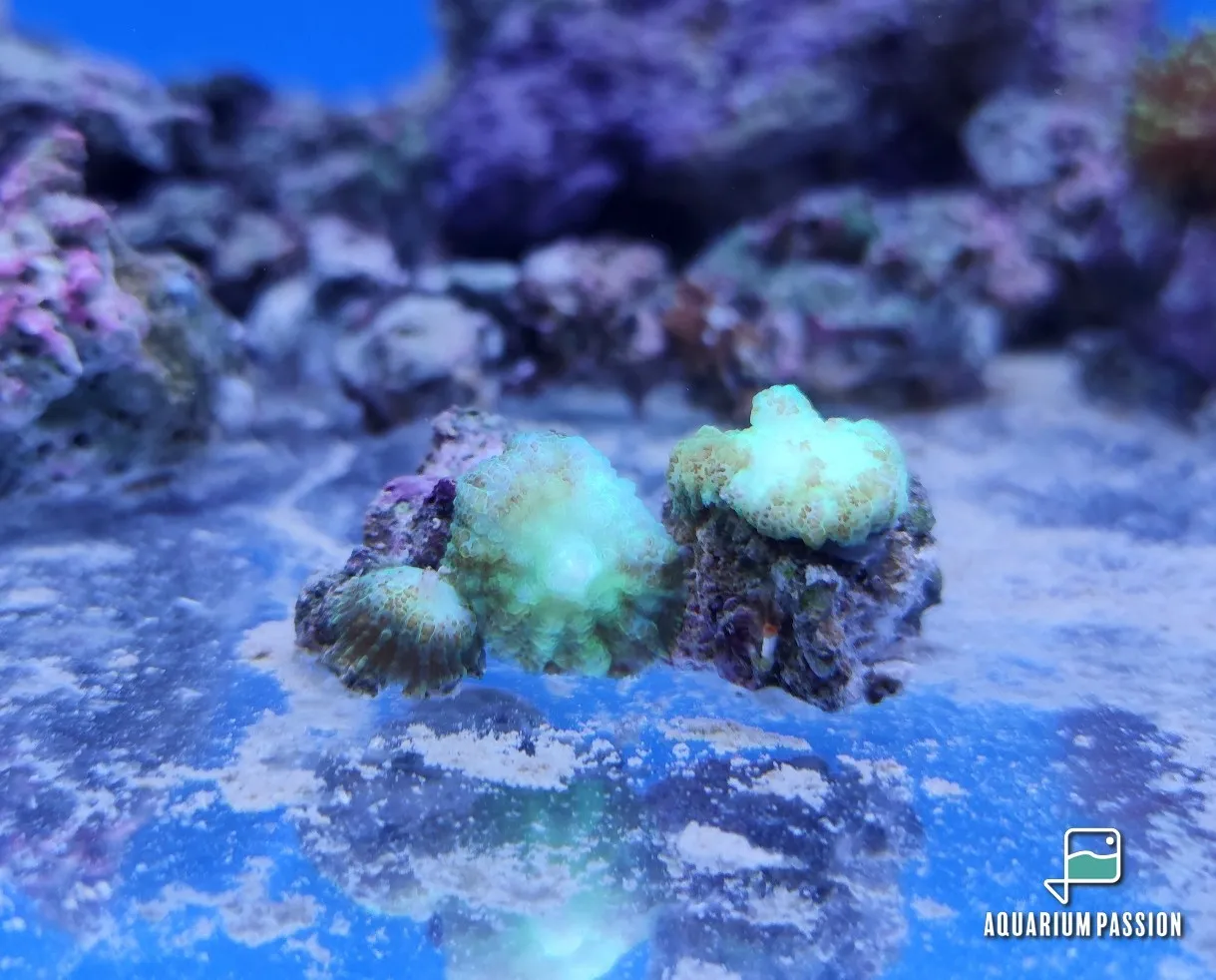 Rhodactis Light Green Mushroom - verde chiaro - Corallo molle facile - frag con più dischi