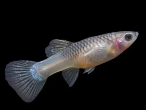 Guppy Femmina Blue Panda Nano, Dwarf Poecilia reticulata 2 cm femmina