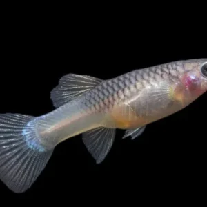 Guppy Femmina Blue Panda Nano, Dwarf Poecilia reticulata 2 cm femmina