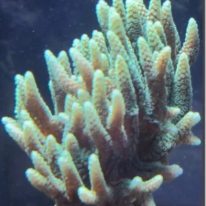 Seriatopora Caliendrum gialla - Corallo duro SPS- frag 3-4 cm