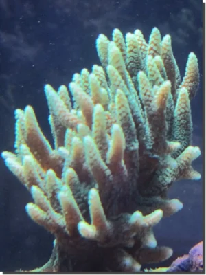 Seriatopora Caliendrum gialla - Corallo duro SPS- frag 3-4 cm