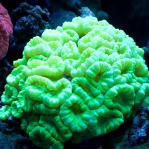 Caulastrea Furcata Verde fluo 10 bocche - Corallo duro LPS facile