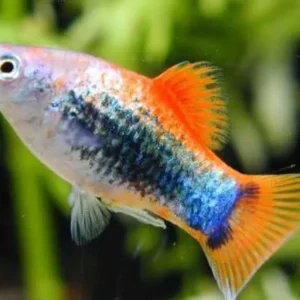 Platy Blue-red Tuxedo, xiphophorus maculatus 3-4 cm