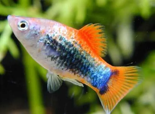 Platy Blue-red Tuxedo, xiphophorus maculatus 3-4 cm