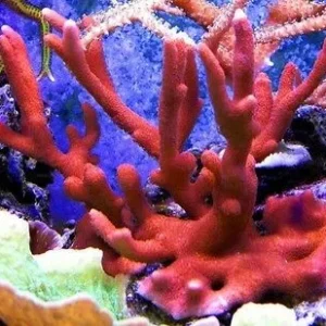 Montipora Digitata Rossa - Coralo duro SPS- frag 10-15 cm