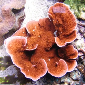 Montipora Foliosa Orange-Red - Coralo duro SPS 7-9 cm