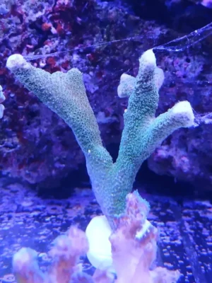 Montipora Digitata Blue - Coralo duro SPS- frag 10-15 cm