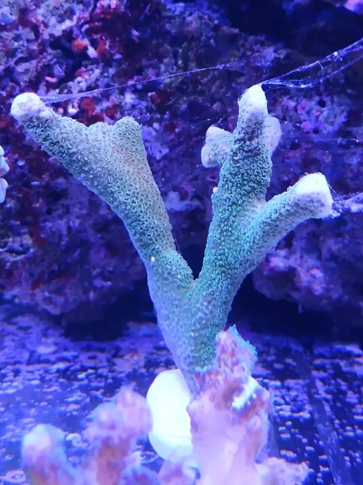 Montipora Digitata Blue - Coralo duro SPS- frag 10-15 cm