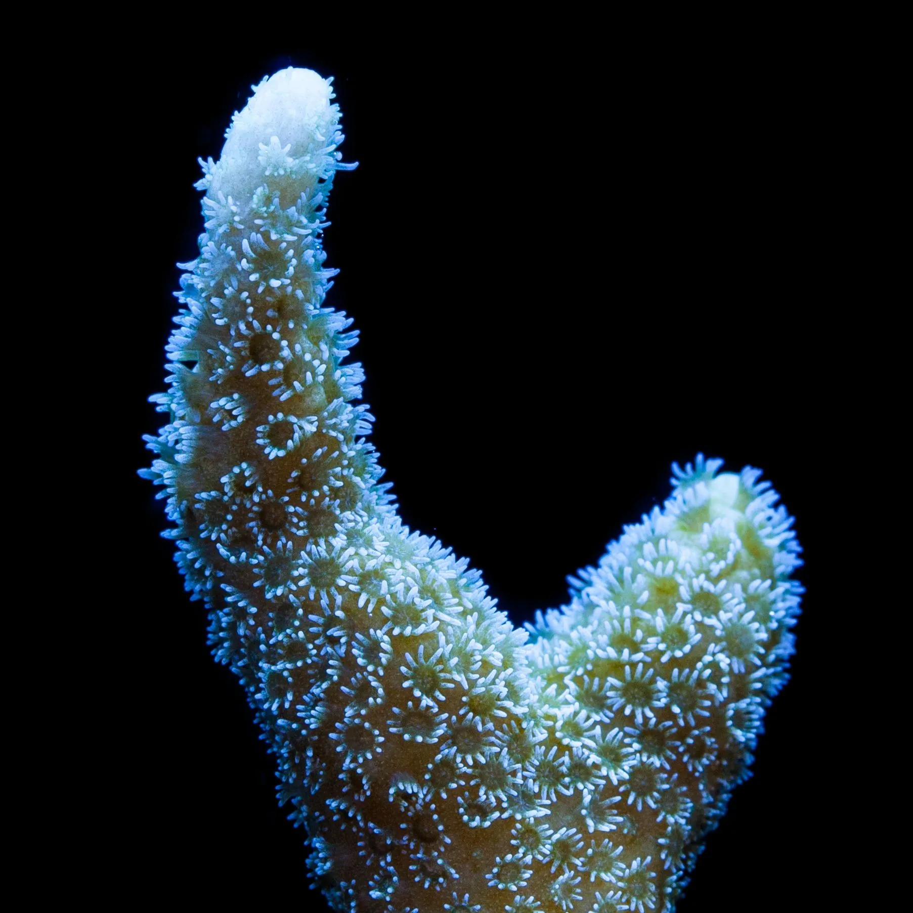 Montipora Digitata Blue - Coralo duro SPS- frag 10-15 cm