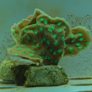 Echinophyllia Green Eyes - FOTO REALI - Corallo duro LPS facile - frag 10-12 cm
