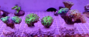 Euphyllia Paradivisa base verde punte Viola - 4 calici - Corallo duro LPS facile