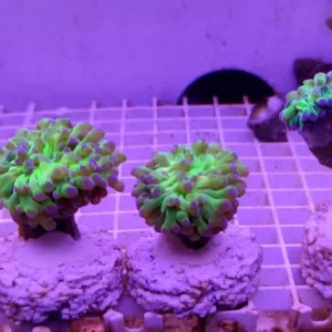 Euphyllia Paradivisa base verde punte Viola - 4 calici - Corallo duro LPS facile