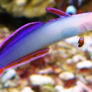 Nemateleotris Decora - Pesce di fuoco gobio elegante - Purple firefish goby