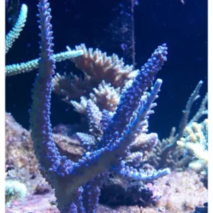 Acropora Loisette Blue-green 7 cm - Corallo duro SPS