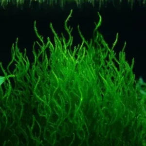 MUSCHIO FLAME MOSS (TAXIPHYLLUM SP 'FLAME') 6x6 cm
