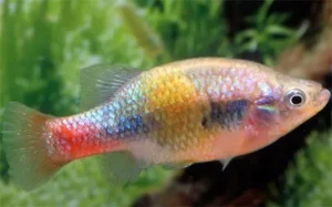 Goodeide Xenotoca Eiseni (Doadrioi) 3-4 cm - Xenotoca eiseni Red-Tailed Goodeid