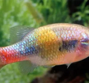 Goodeide Xenotoca Eiseni (Doadrioi) 3-4 cm - Xenotoca eiseni Red-Tailed Goodeid
