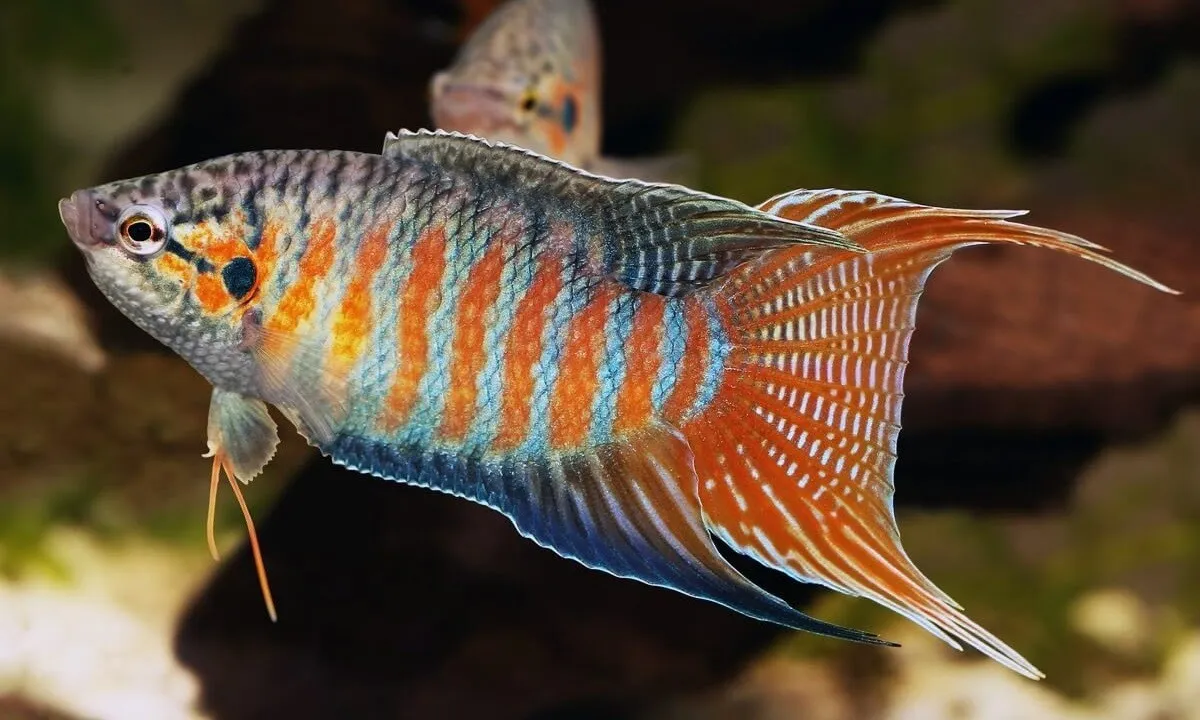Macropodus Opercularis Blue/Red - Paradise Fish 4-5 cm - Pesce del paradiso