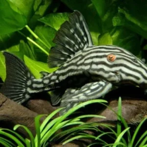 Panaque Nigrolineatus Royal Pleco 10-12 cm, loricaridi alghivori