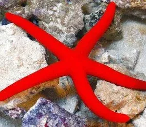 Linckia Laevigata Red Starfish - Stella marina rossa