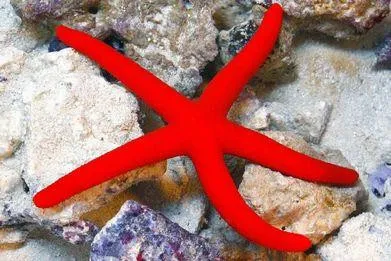 Linckia Laevigata Red Starfish - Stella marina rossa