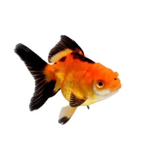 Orifiamma red & black 4-6 cm - Oranda - Pesce rosso - Carassius auratus rosso e nero