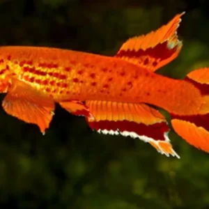Aphyosemion australe Hjersseni 3-5 cm - killifish
