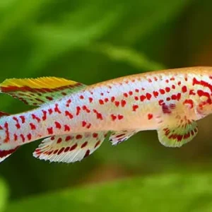 Fundulopanchax Gardneri 2-4 cm Aphyosemion Gardneri - Clown killifish