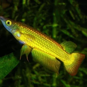 Aplocheilus lineatus Gold 4-6 cm - Golden Wonder killifish