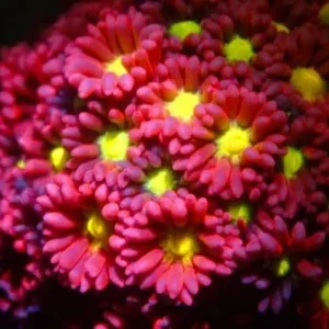 Goniopora Red Fluo cuore giallo Frag - FOTO REALI - Corallo duro LPS facile