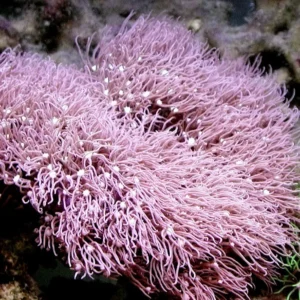 Pachyclavularia violacea Pink - Corallo molle facile - frag di 6-8 cm