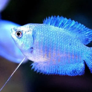 Colisa Lalia Blue neon dwarf kobalt, Gurami nano XL