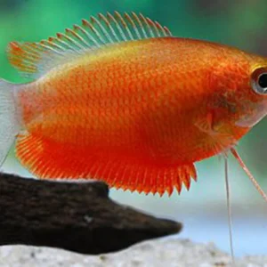 Colisa Chuna Red - Honey Gourami - Trichogaster chuna - 4 cm - Nanofish