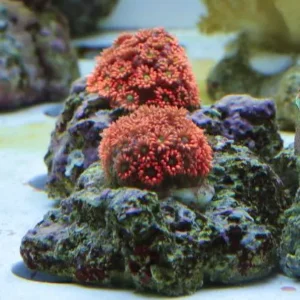 Goniopora Red Frag - FOTO REALI - Corallo duro LPS facile