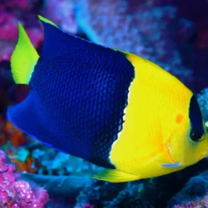 Centropyge Bicolor - Pesce angelo pigmeo Bicolor Angelfish