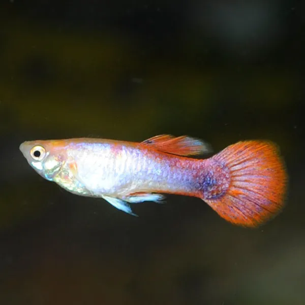 Guppy-endler maschio multicolor mix, Poecilia reticulata-wingei male 2-2,5 cm