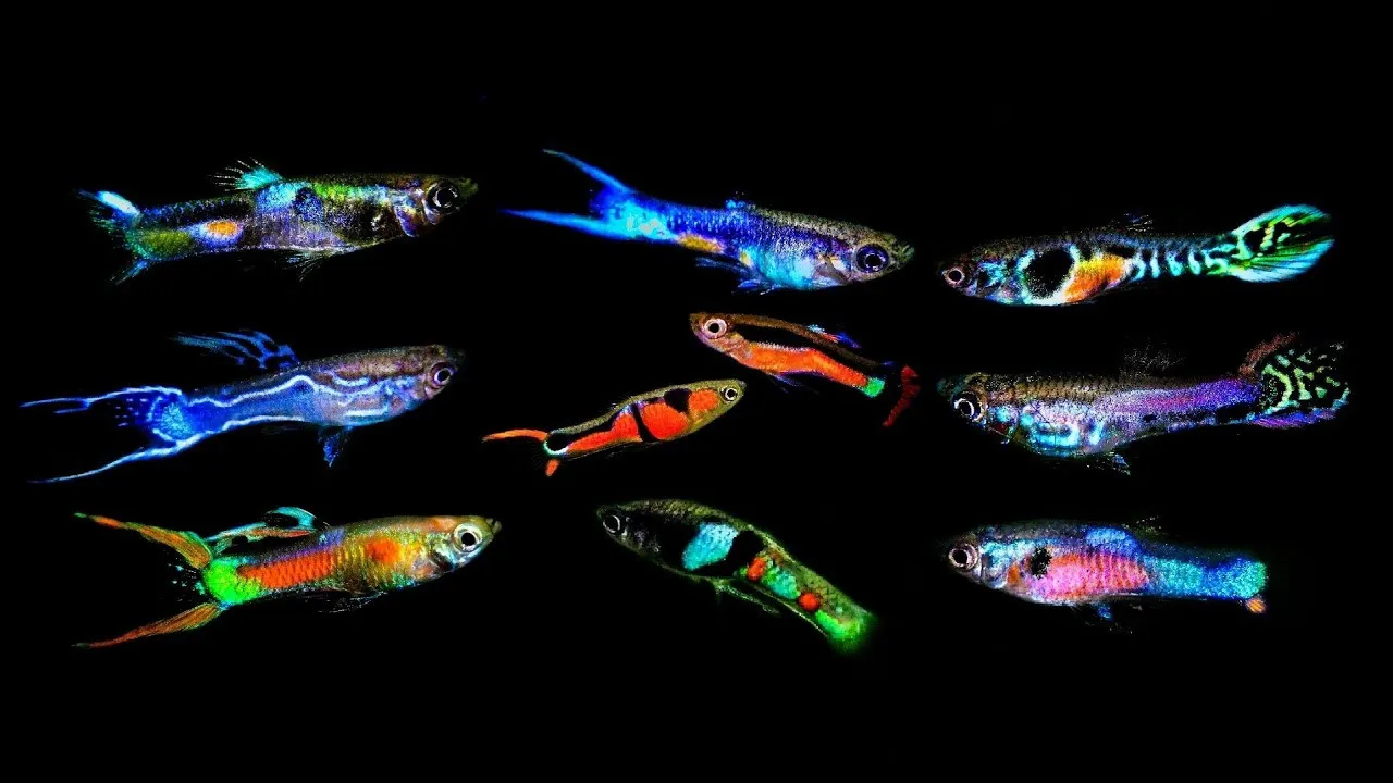 Guppy-endler maschio multicolor mix, Poecilia reticulata-wingei male 2-2,5 cm