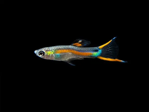 Guppy-endler maschio multicolor mix, Poecilia reticulata-wingei male 2-2,5 cm