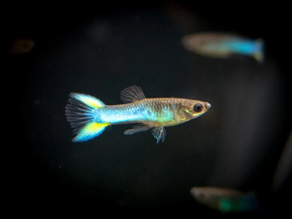 Guppy-endler maschio multicolor mix, Poecilia reticulata-wingei male 2-2,5 cm