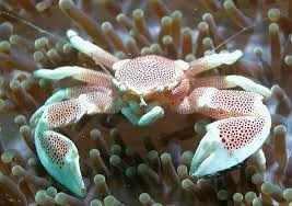 Neopetrolisthes Oshimai - Granchio di porcellana - vive nelle anemomi e nei coralli - per acquario marino e reef
