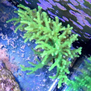 Sinularia Flexibilis green fluo Australia - Corallo molle facile - frag 4-5 cm