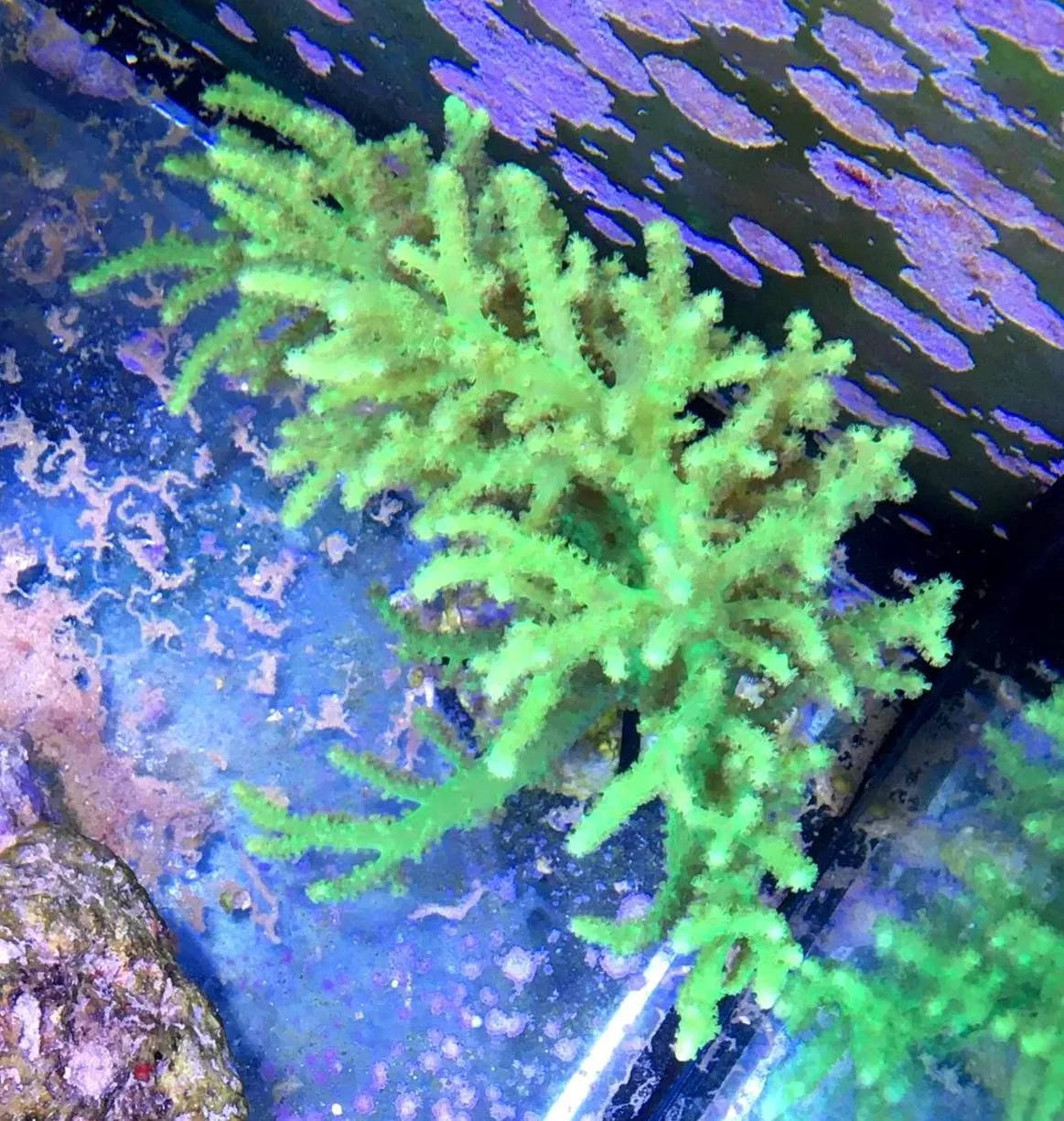 Sinularia Flexibilis green fluo Australia - Corallo molle facile - frag 4-5 cm