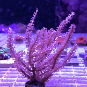 Pinnigorgia pink S - Gorgonia - Corallo molle facile - frag 6-8 cm