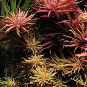 Limnophila aromatica - pianta rossa a crescita rapida in vasetto