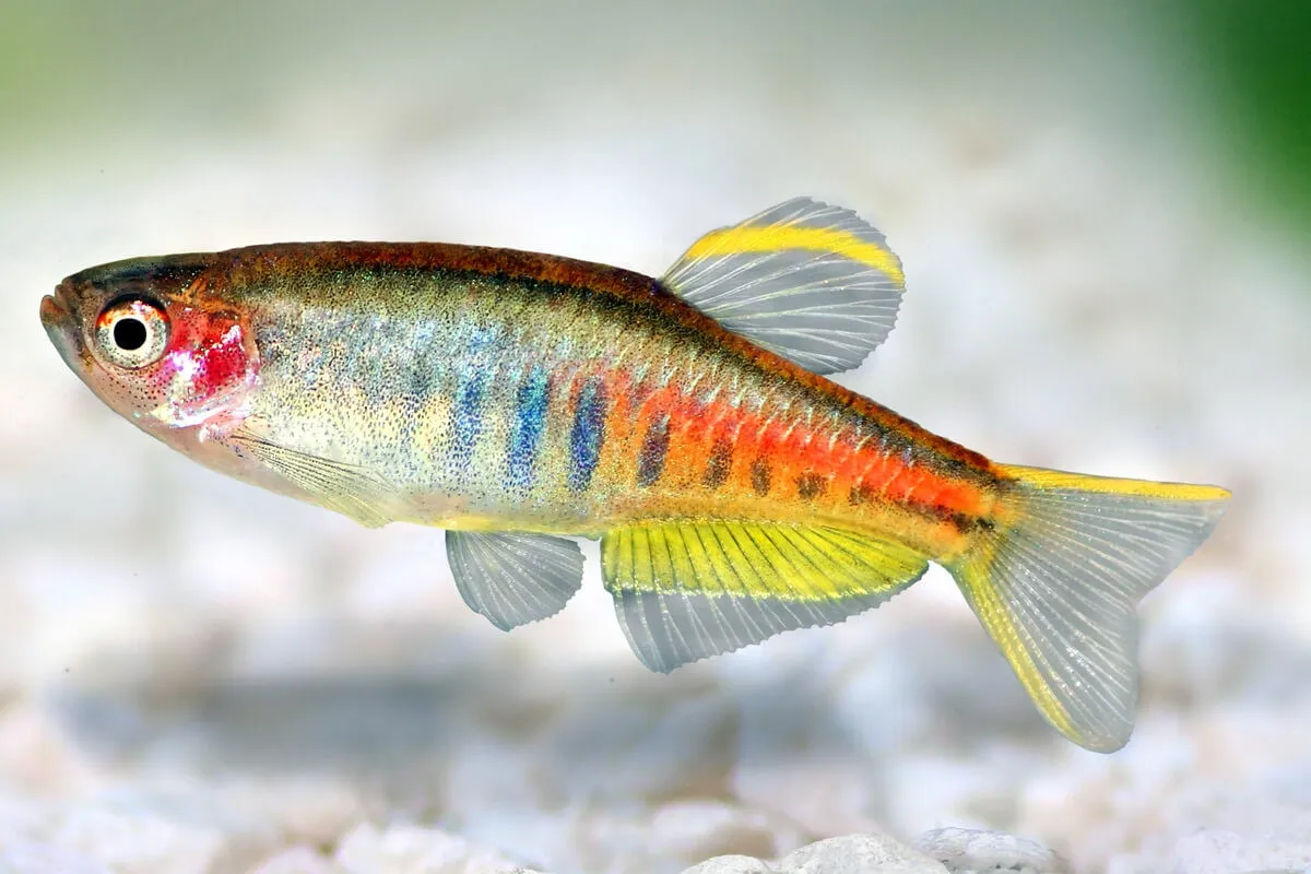 Danio Choprai - Glowlight Danio 2-3 cm - Celestichthys choprae