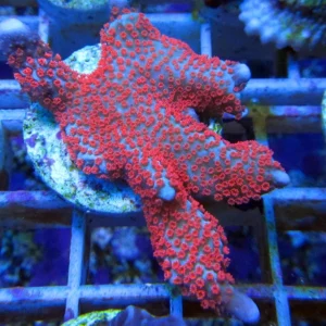 Montipora Bubble Gum - Coralo duro SPS- frag 5-6 cm