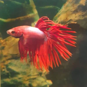 Betta Splendens Crowntail Cambodian Red - FOTO REALE - pesce combattente maschio 5 cm
