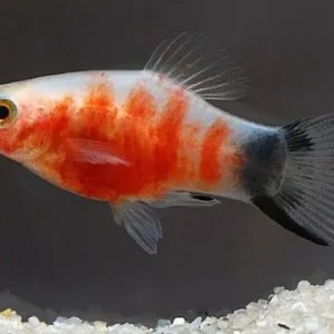 Platy Red Tiger, xiphophorus maculatus 3 cm