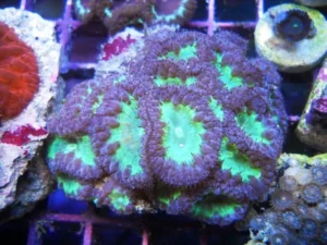 Blastomussa Wellsi purple green - Corallo duro LPS facile - 4 head