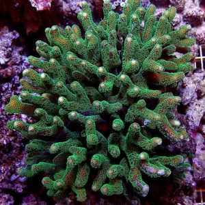 Stylophora Pistillata Green - Corallo duro SPS- frag 6-10 cm